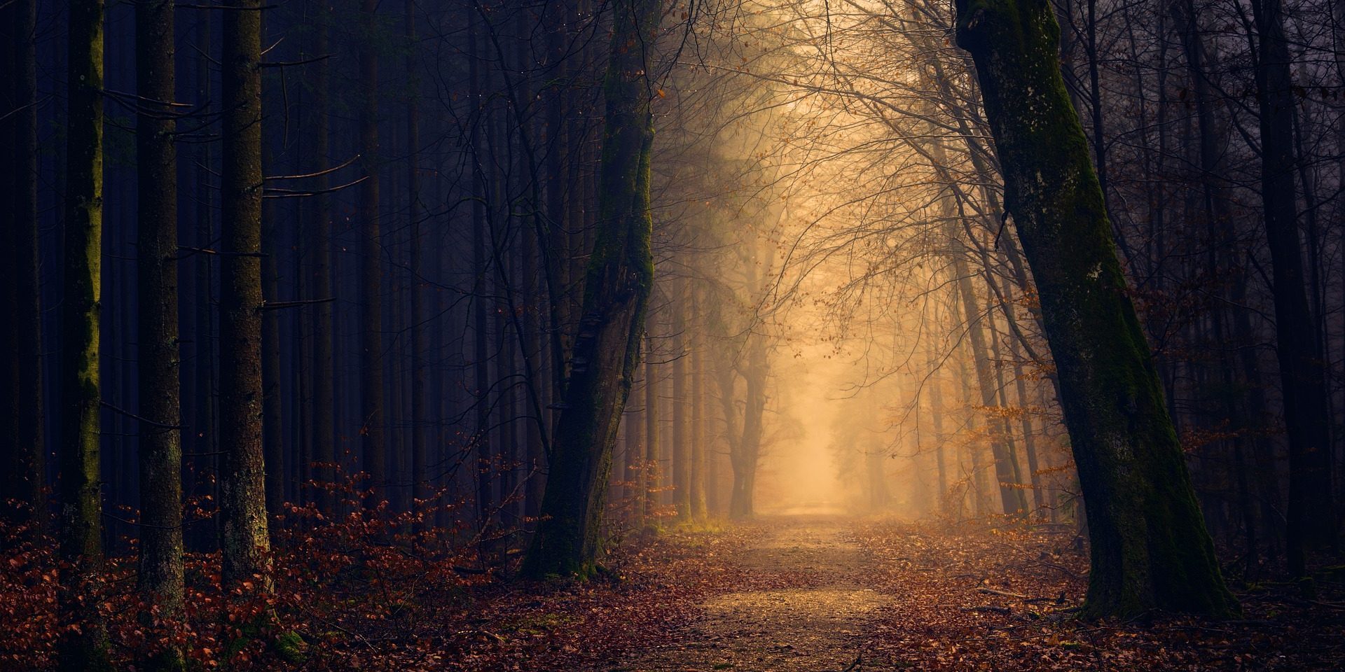 Time in the Trees