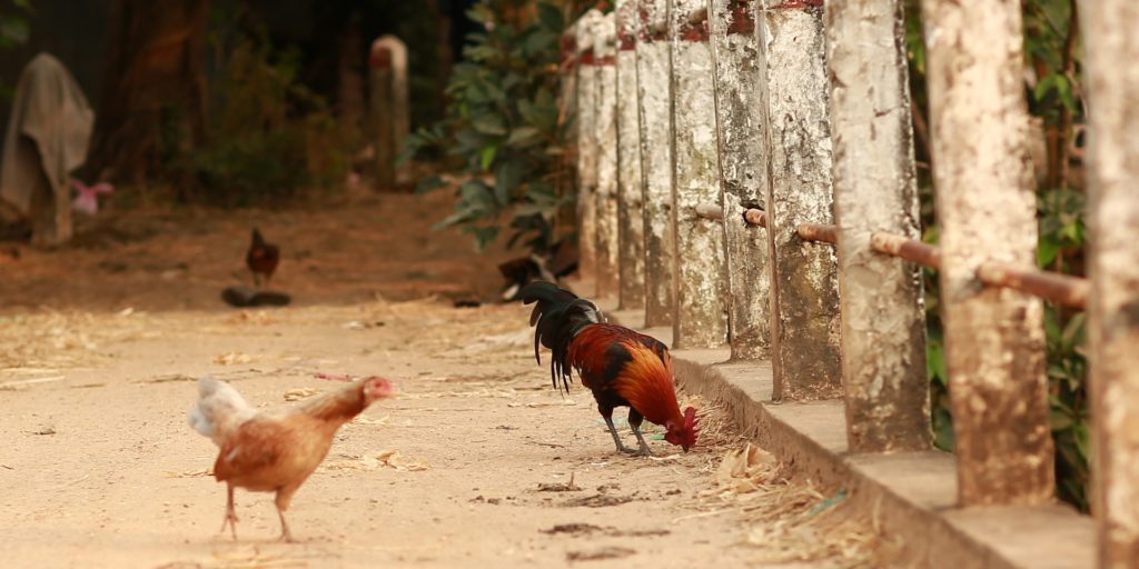 Kampong Chicken