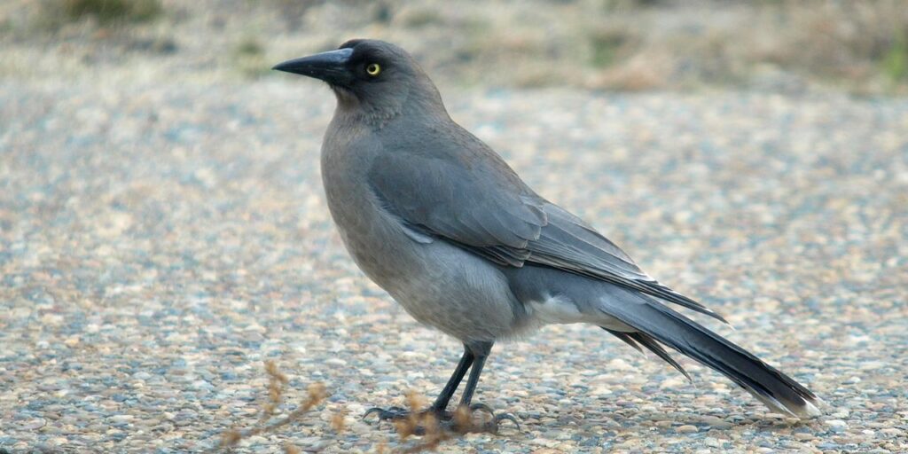 Grey Currawong