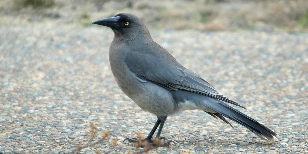 Grey Currawong
