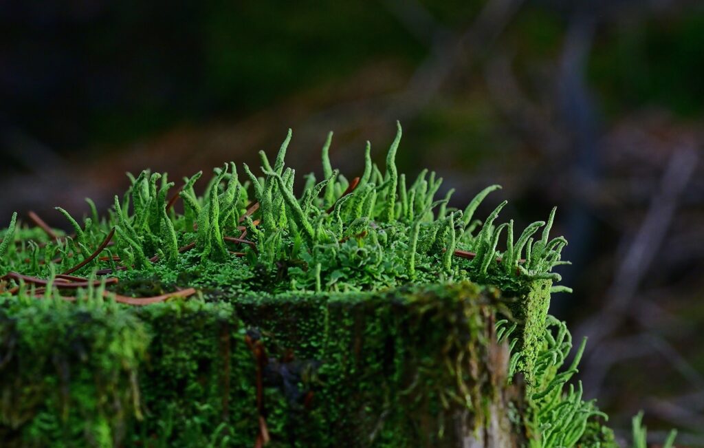 Macro photograph of tendrils of green moss reaching upwards.