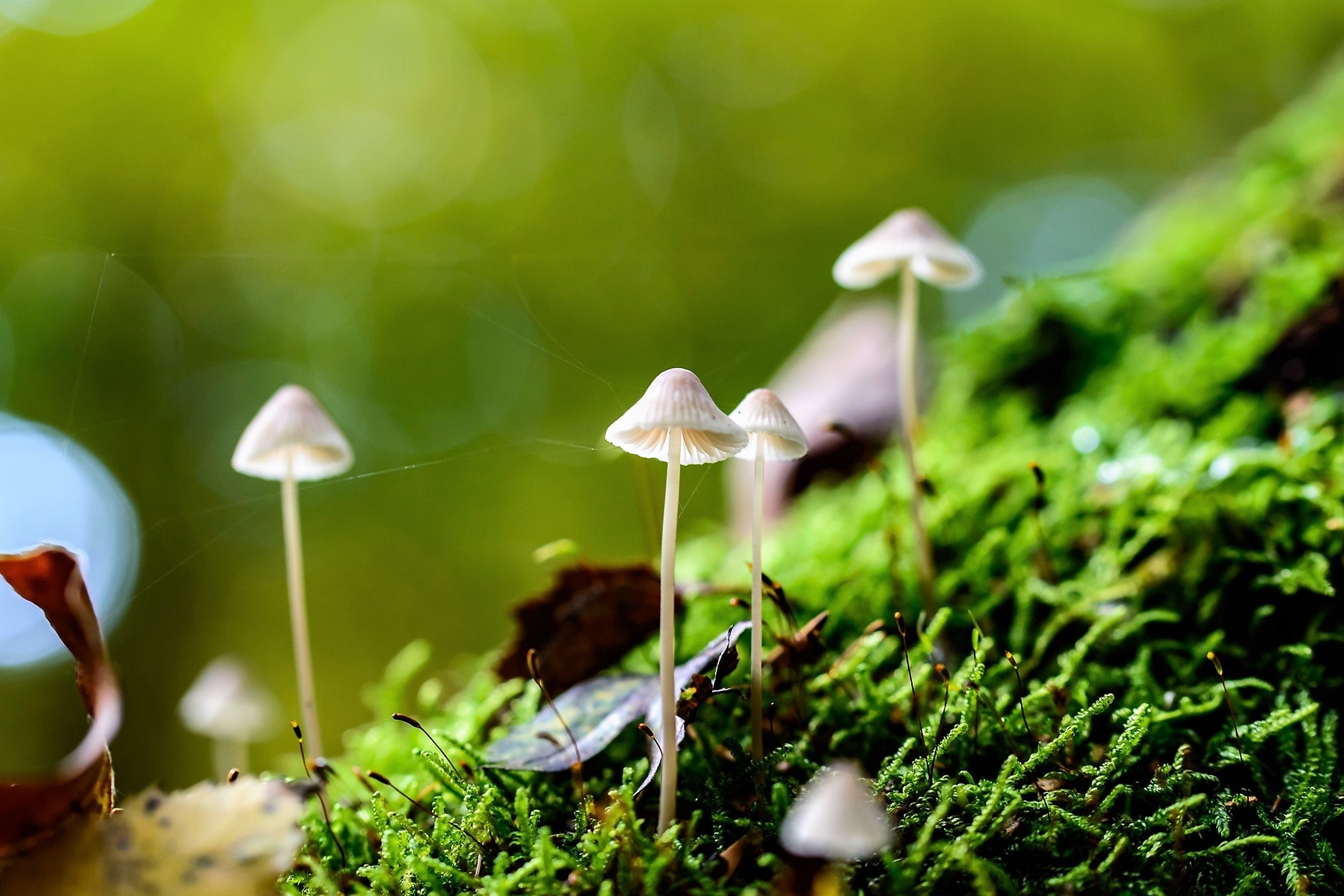 Macro photograph of tiny mushrooms growing amongst tendrils of moss.